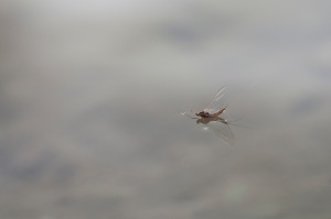 Mayfly on surface