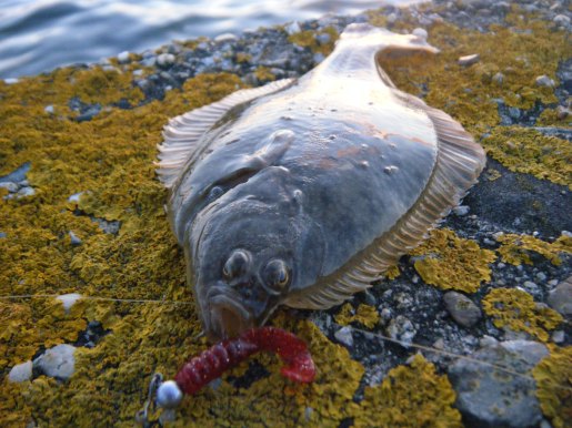 flounder on a lure